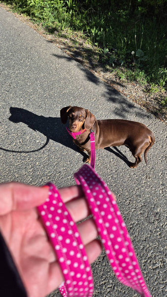 "Pink Polkadot" dog leash