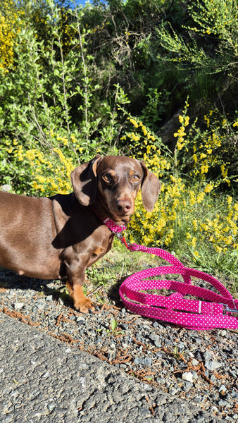 "Pink Polkadot" dog leash