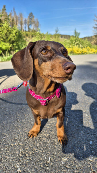 "Pink Polkadot" Halsband für Hunde