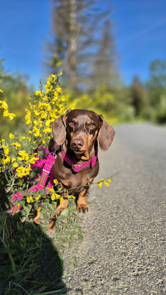 "Pink Polkadot" Halsband für Hunde