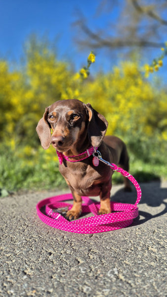 "Pink Polkadot" dog leash