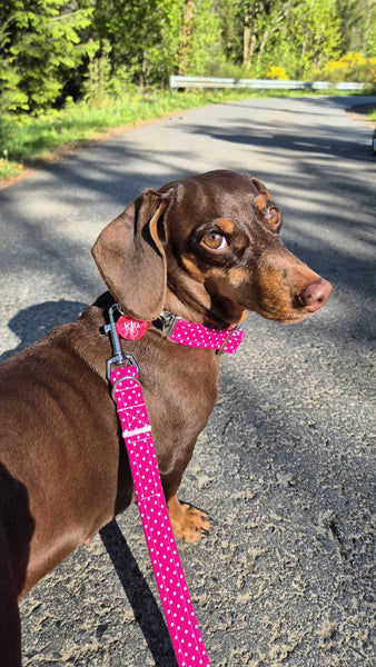 "Pink Polkadot" collar for dogs