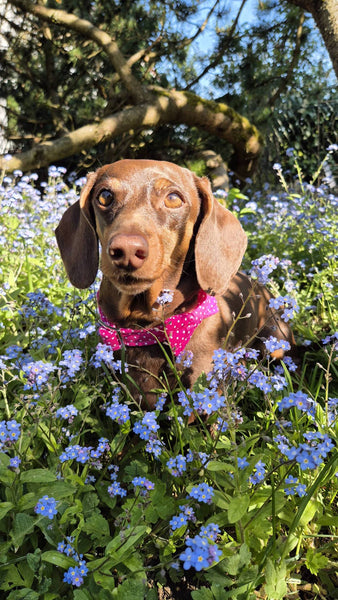 "Pink Polkadot" bow tie for dog collars