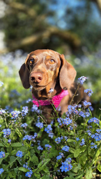 "Pink Polkadot" Halsband für Hunde