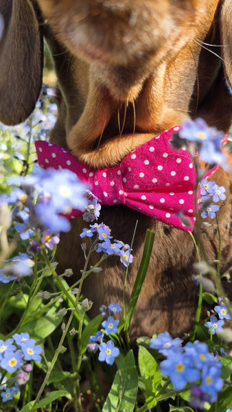 "Pink Polkadot" bow tie for dog collars