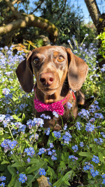 "Pink Polkadot" bow tie for dog collars