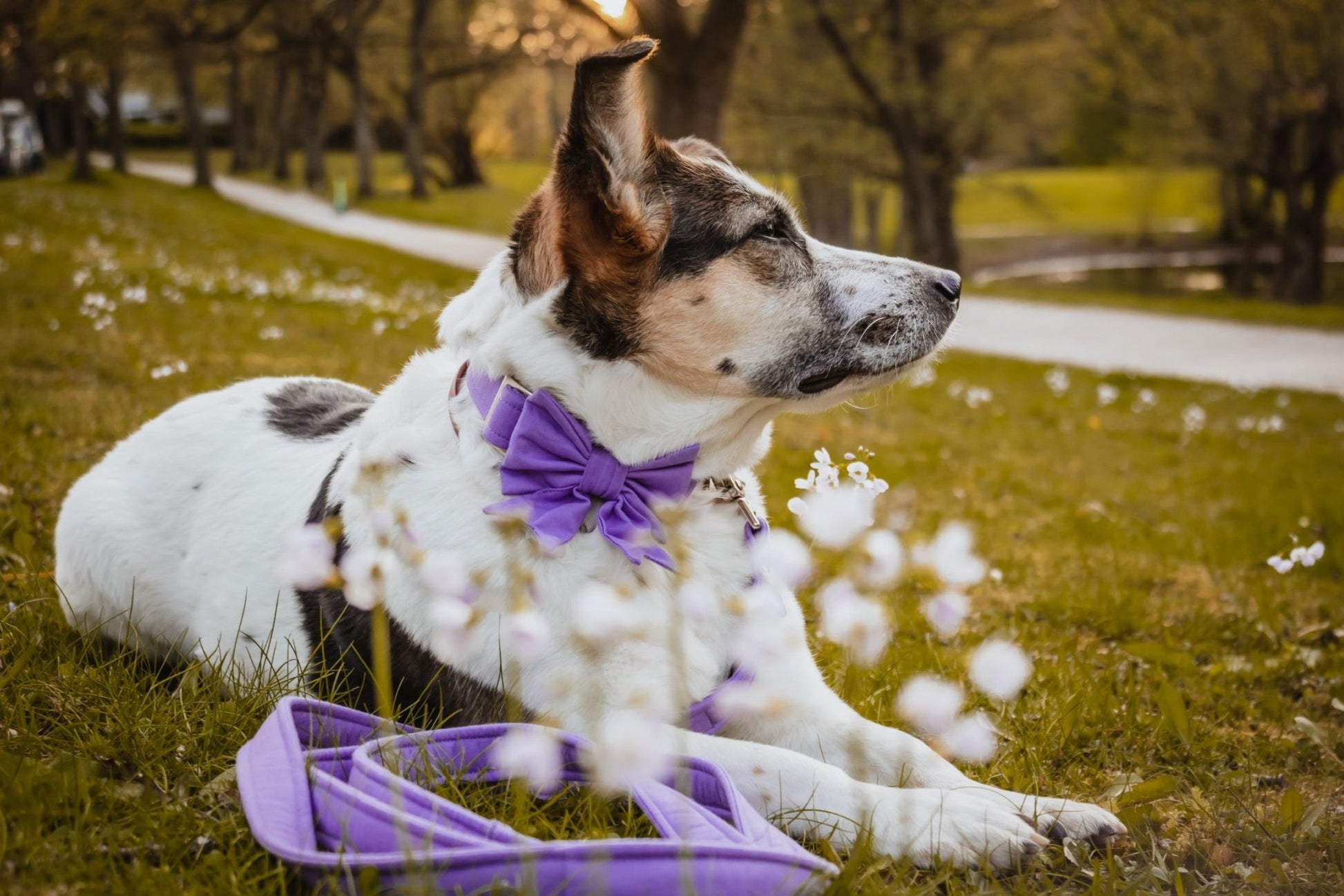 "Lavender Uni" Schleife für Hundehalsbänder - Mr. Fox Hundezubehör