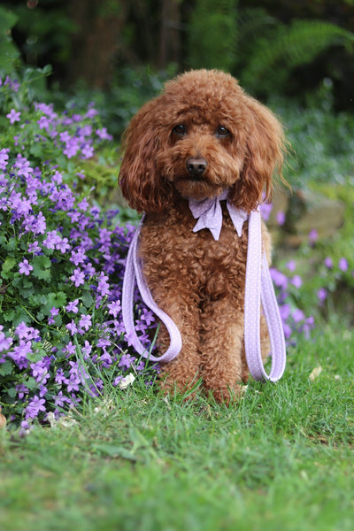 "Lilac Polkadot" sailor bow for dog collars