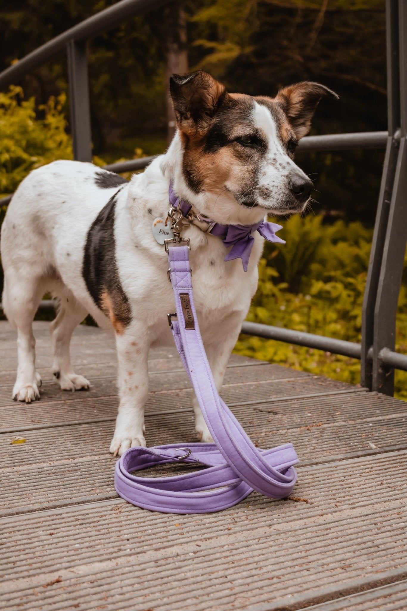 "Lavender Uni" Halsband für Hunde - Mr. Fox Hundezubehör