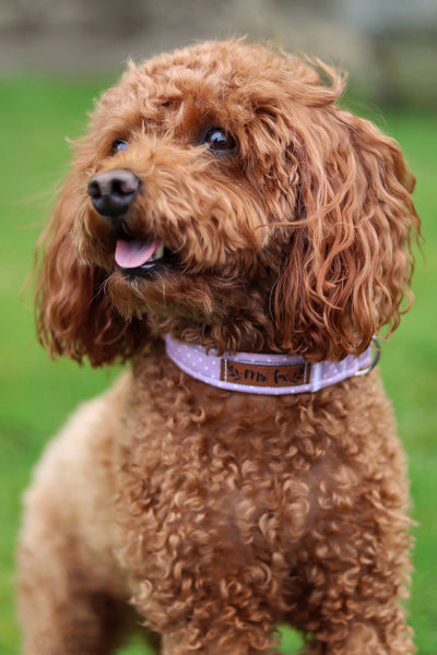 "Lilac Polkadot" collar for dogs