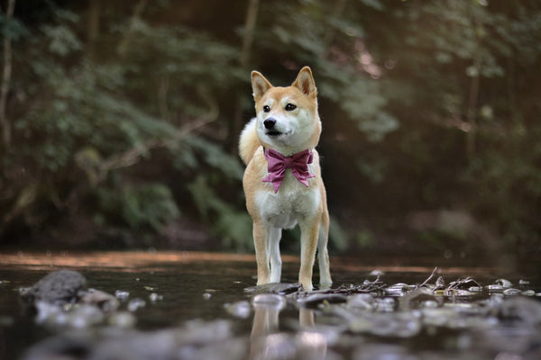 "Old Rose Uni" Schleife für Hundehalsbänder