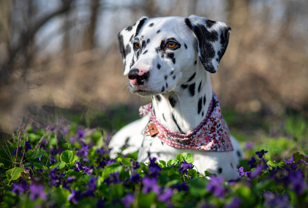 “Blooming Beauty” dog bandana