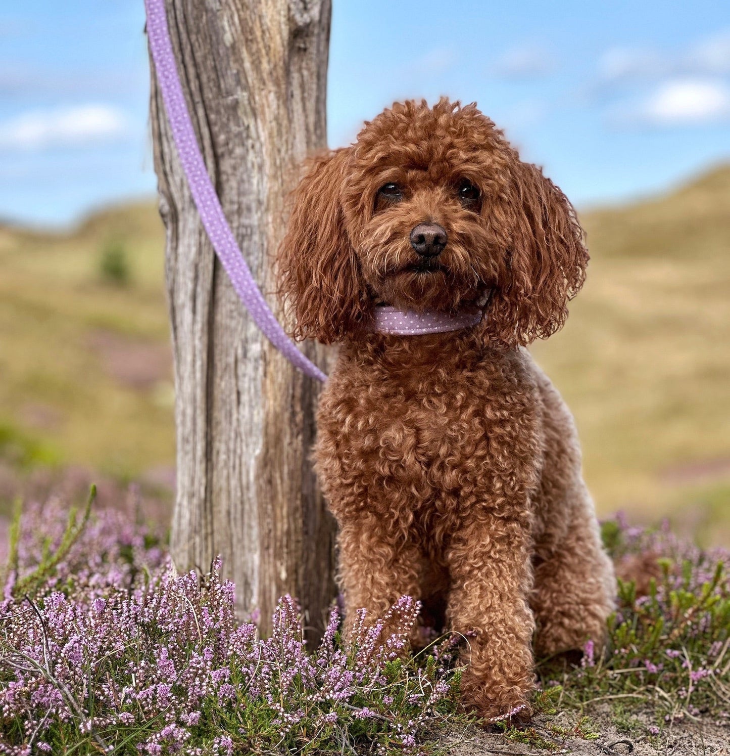 "Lilac Polkadot" Hundeleine - Mr. Fox Hundezubehör