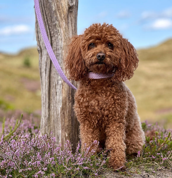 "Lilac Polkadot" dog leash