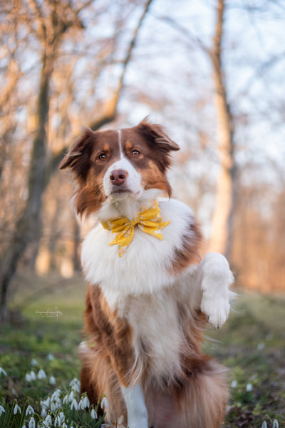 "Blissful Bunnies" Schleife für Hundehalsbänder