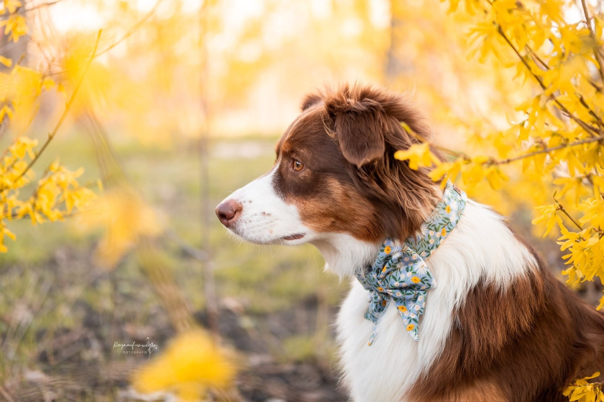 "Blue Bliss" Halsband für Hunde - Mr. Fox Hundezubehör