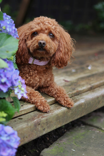 "Lilac Polkadot" collar for dogs