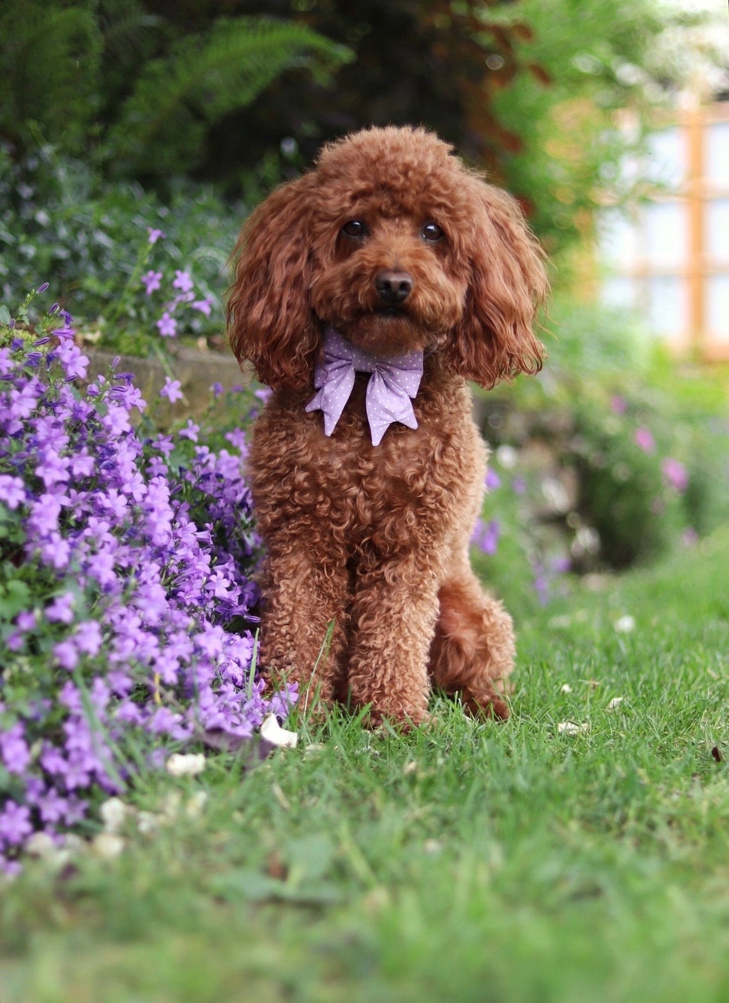 "Lilac Polkadot" Schleife für Hundehalsbänder - Mr. Fox Hundezubehör