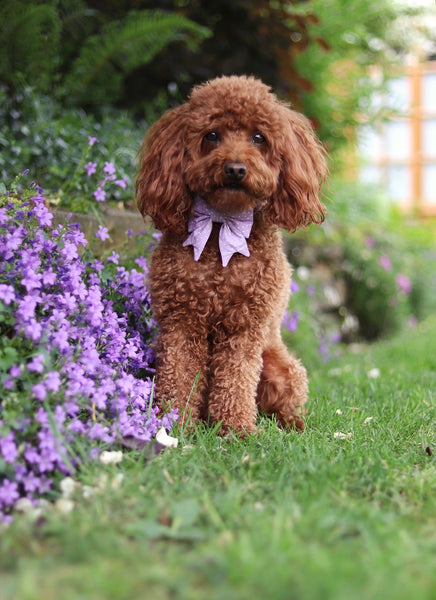 "Lilac Polkadot" sailor bow for dog collars