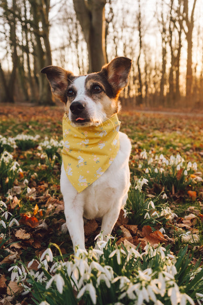 "Blissful Bunnies" dog bandana