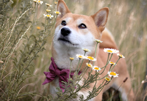 "Old Rose Uni" Schleife für Hundehalsbänder