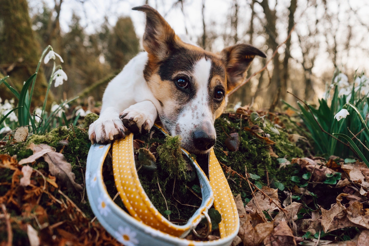 "Daisy Dream" Hundeleine - Mr. Fox Hundezubehör