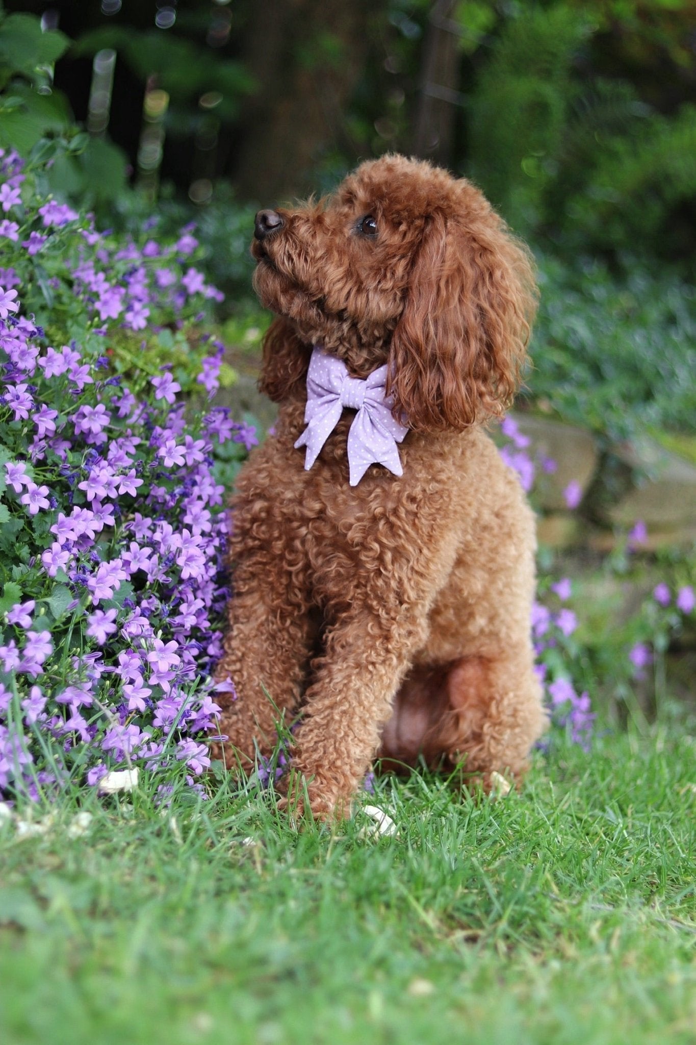 "Lilac Polkadot" Schleife für Hundehalsbänder - Mr. Fox Hundezubehör