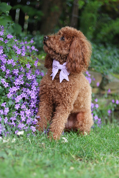 "Lilac Polkadot" sailor bow for dog collars