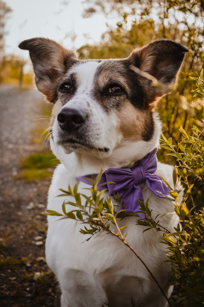 "Lavender Uni" Schleife für Hundehalsbänder