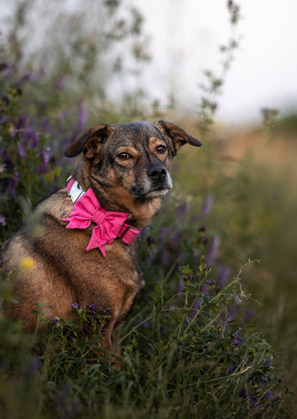 "Pink Uni" Schleife für Hundehalsbänder