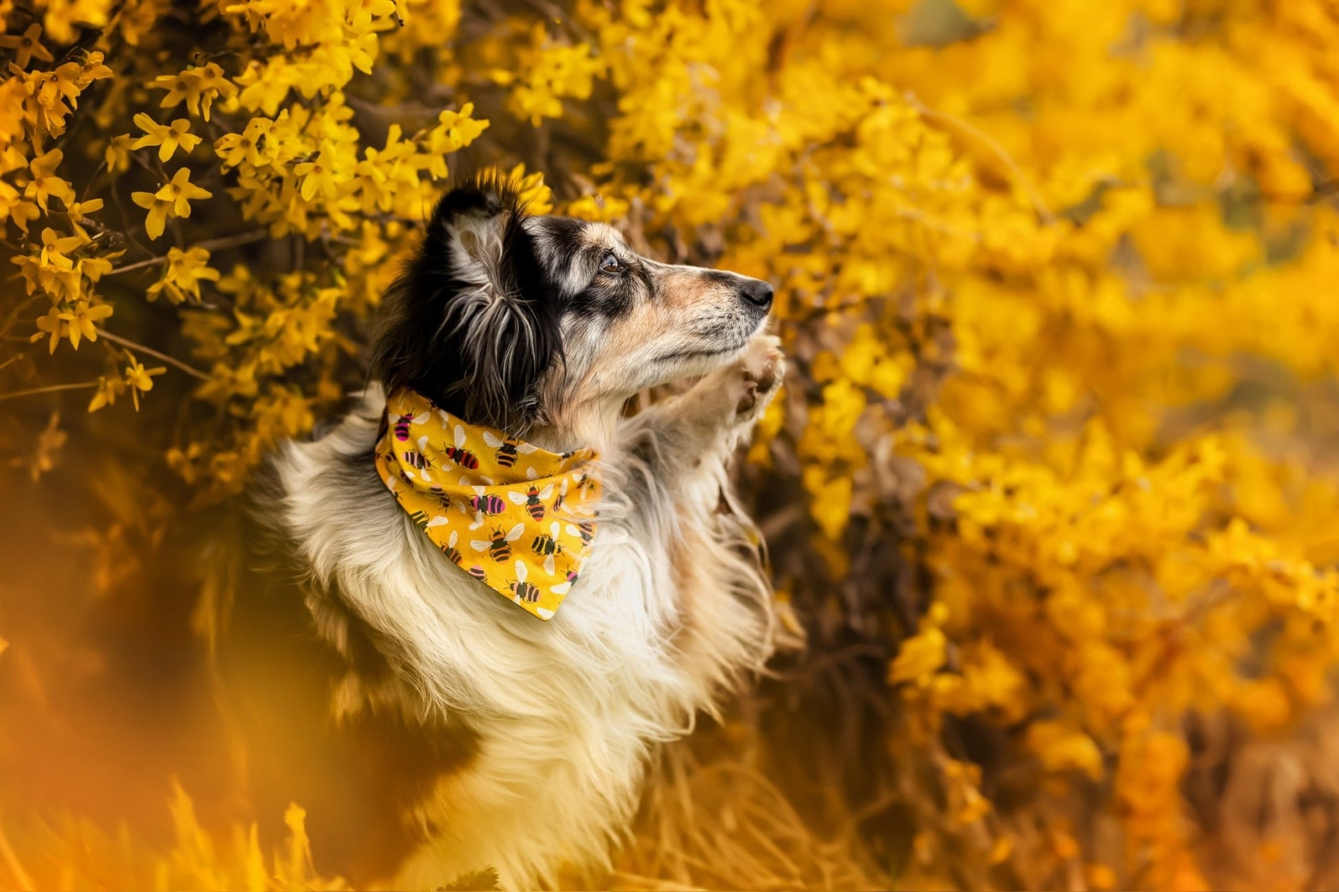 "Bumble Bee" Hundehalstuch - Mr. Fox Hundezubehör