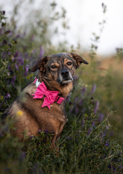 "Pink Uni" Schleife für Hundehalsbänder