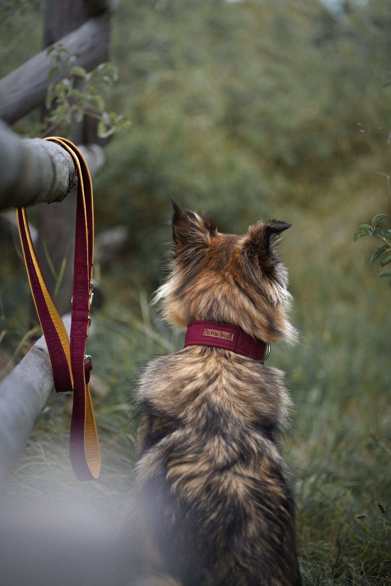 "Color Block" Halsband für Hunde - kombiniere deine Wunschfarben - Mr. Fox Hundezubehör