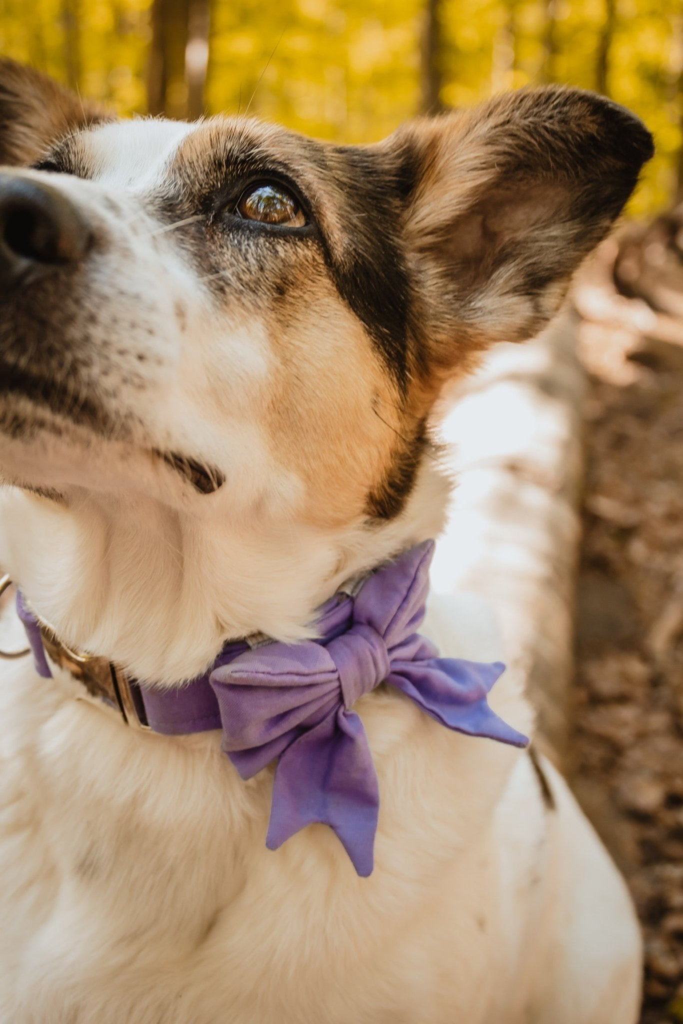 "Lavender Uni" Halsband für Hunde - Mr. Fox Hundezubehör