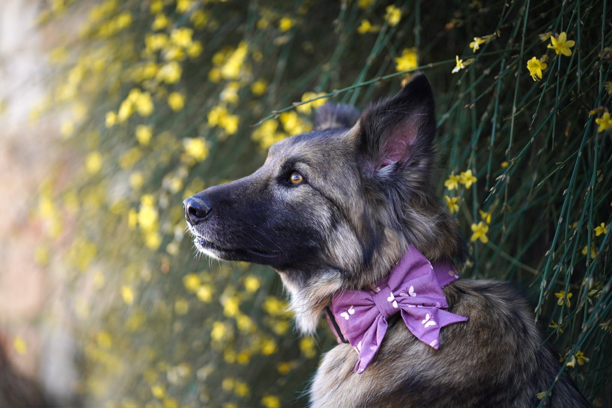"Butterfly Beauty" Schleife für Hundehalsbänder - Mr. Fox Hundezubehör