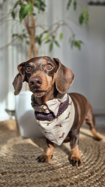 "Dashing Dachshunds" Hundehalstuch