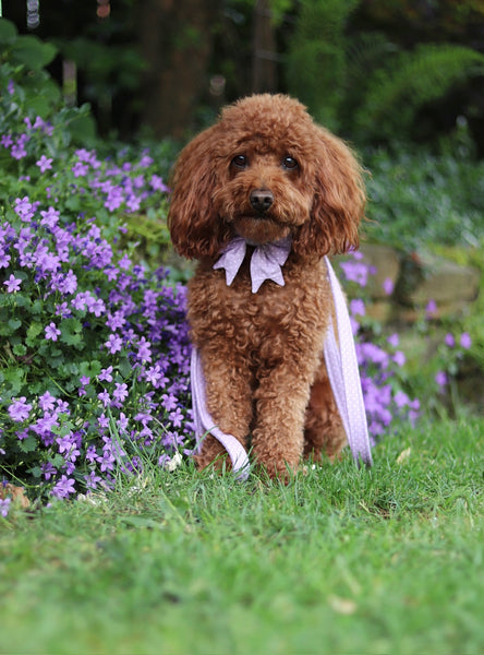 "Lilac Polkadot" sailor bow for dog collars