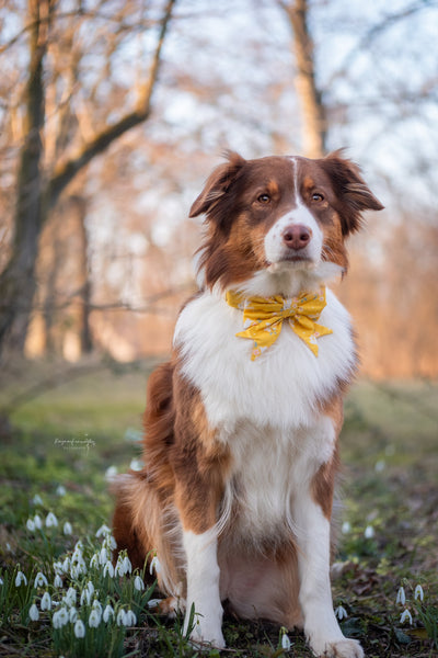 "Blissful Bunnies" sailor bow for dog collars