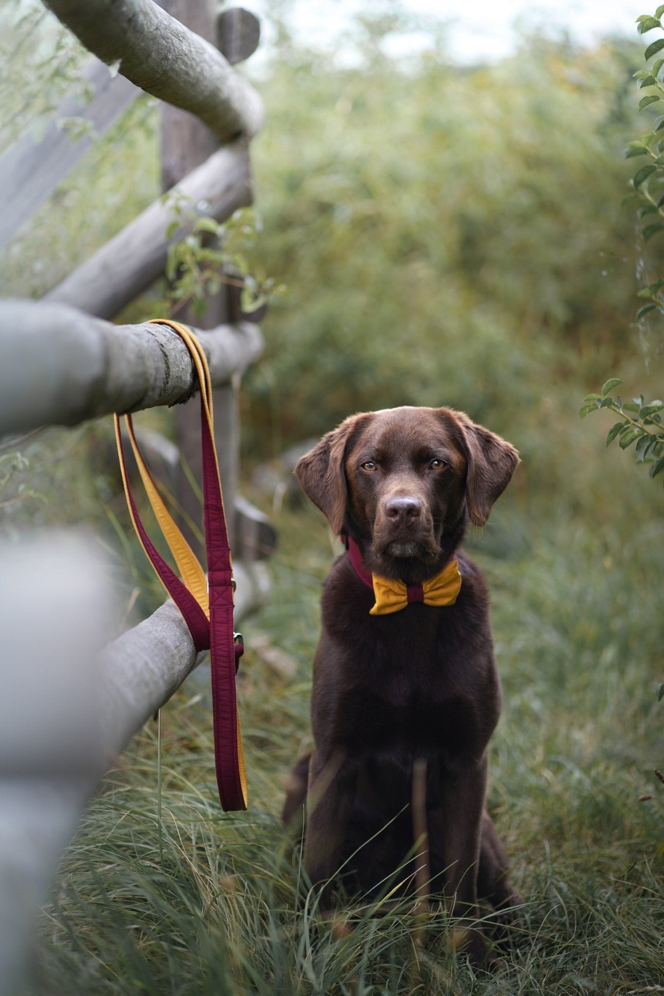 "Color Block" Fliege für Hundehalsbänder - kombiniere deine Wunschfarben - Mr. Fox Hundezubehör