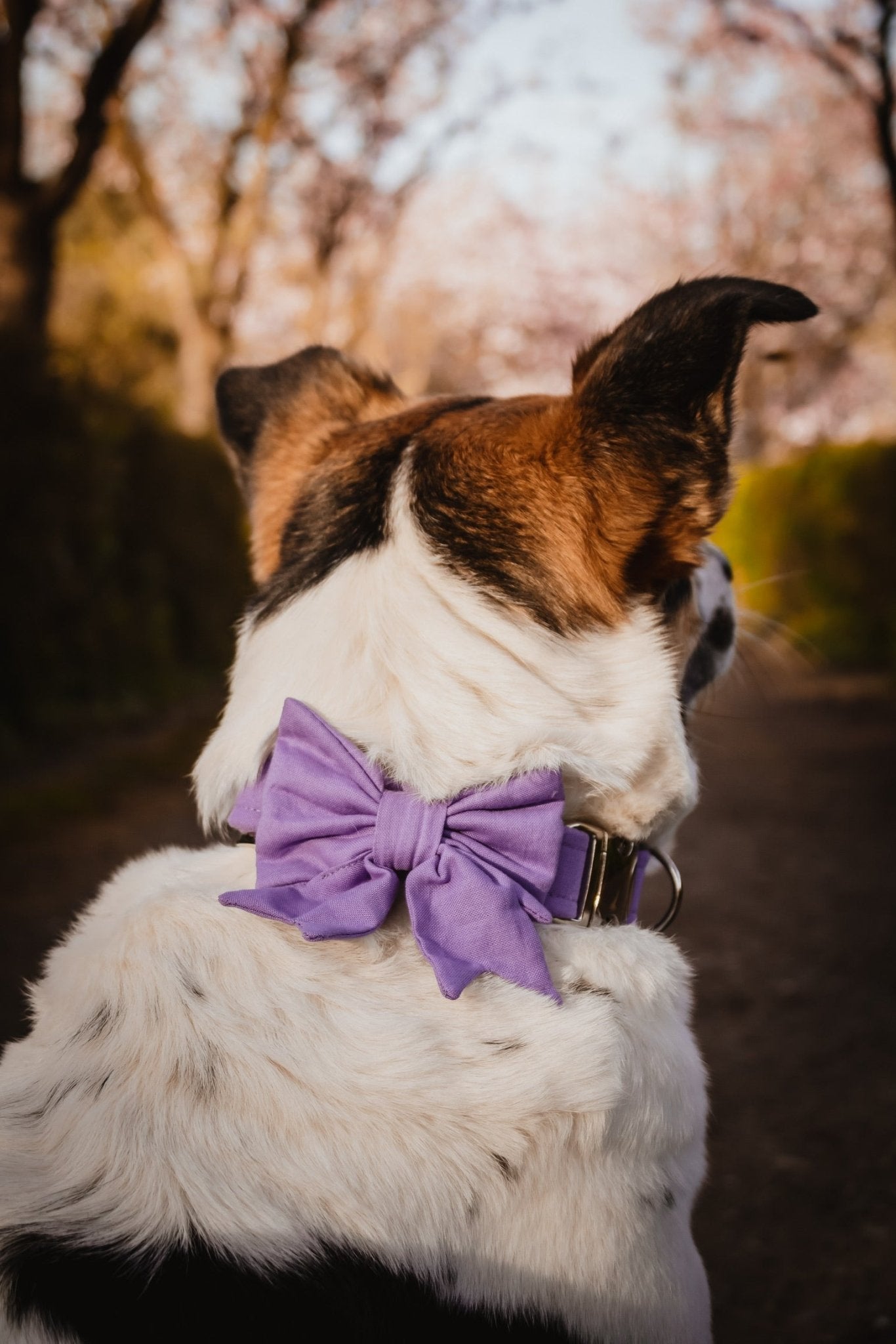 "Lavender Uni" Schleife für Hundehalsbänder - Mr. Fox Hundezubehör
