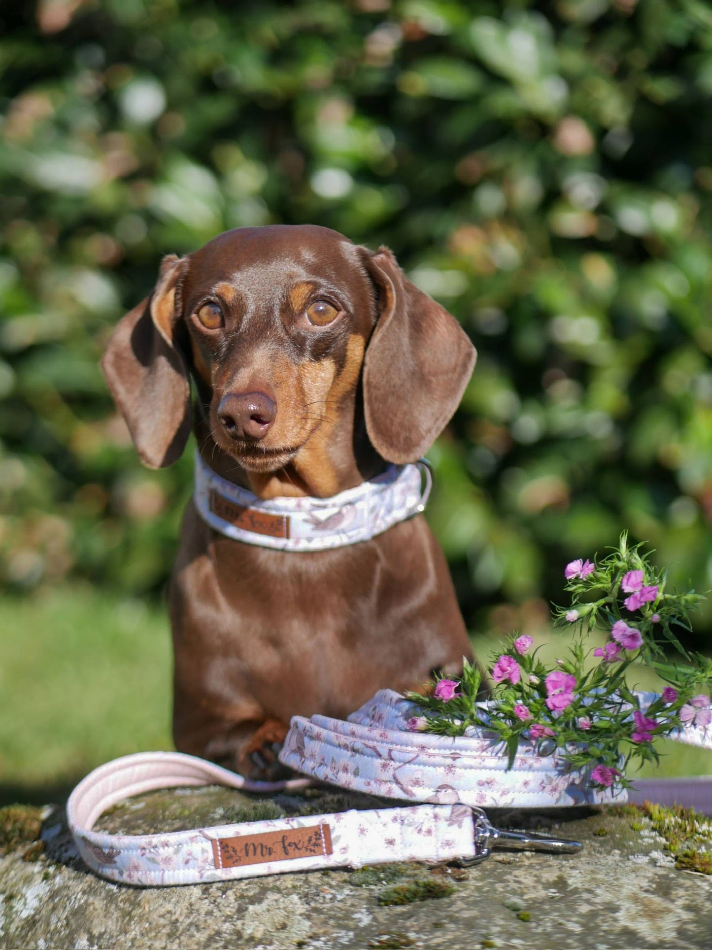 "Birds & Blossoms" Halsband für Hunde - Mr. Fox Hundezubehör