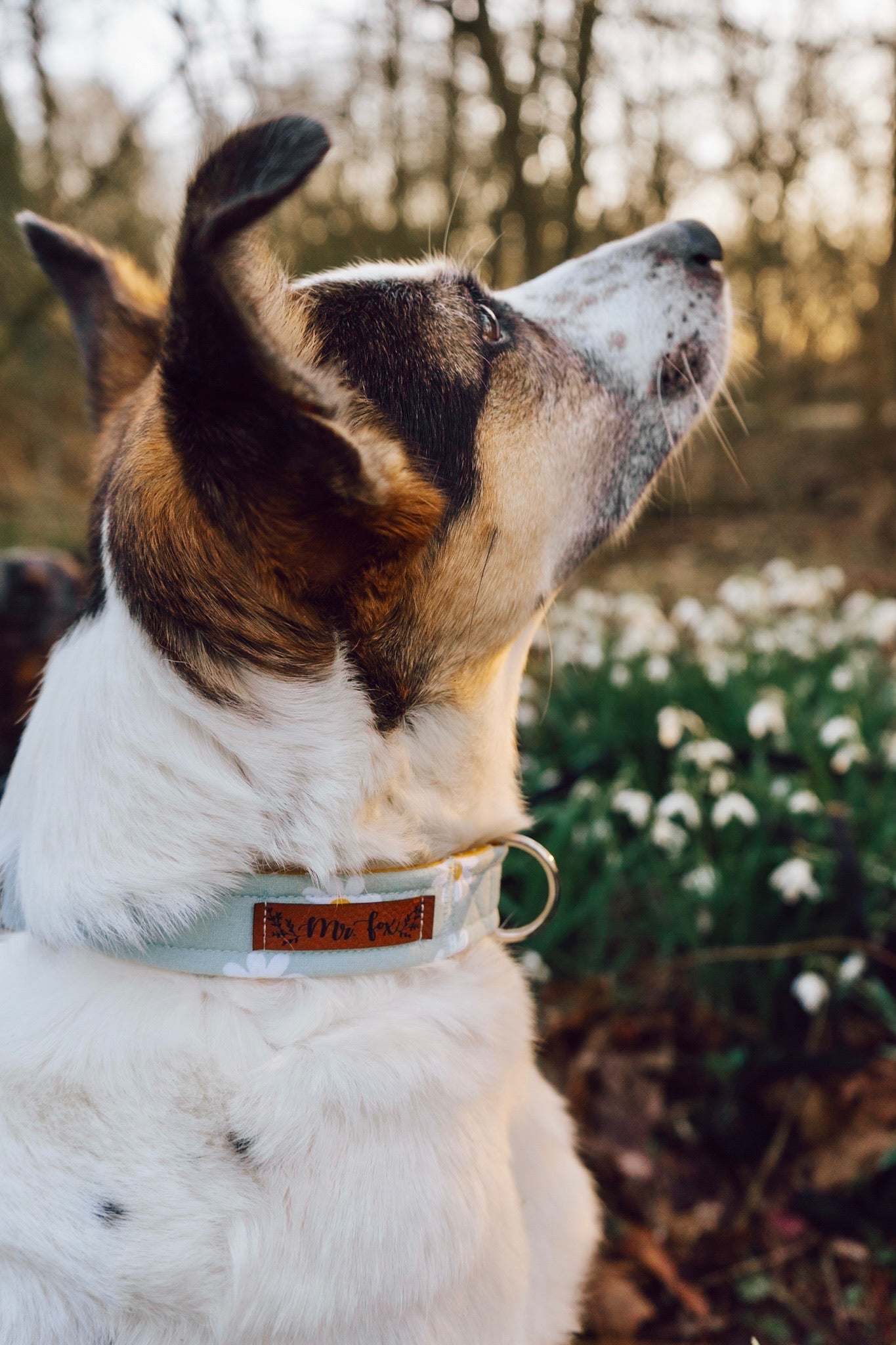 "Daisy Dream" Halsband für Hunde - Mr. Fox Hundezubehör