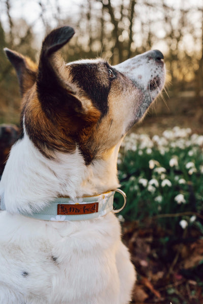 "Daisy Dream" Halsband für Hunde