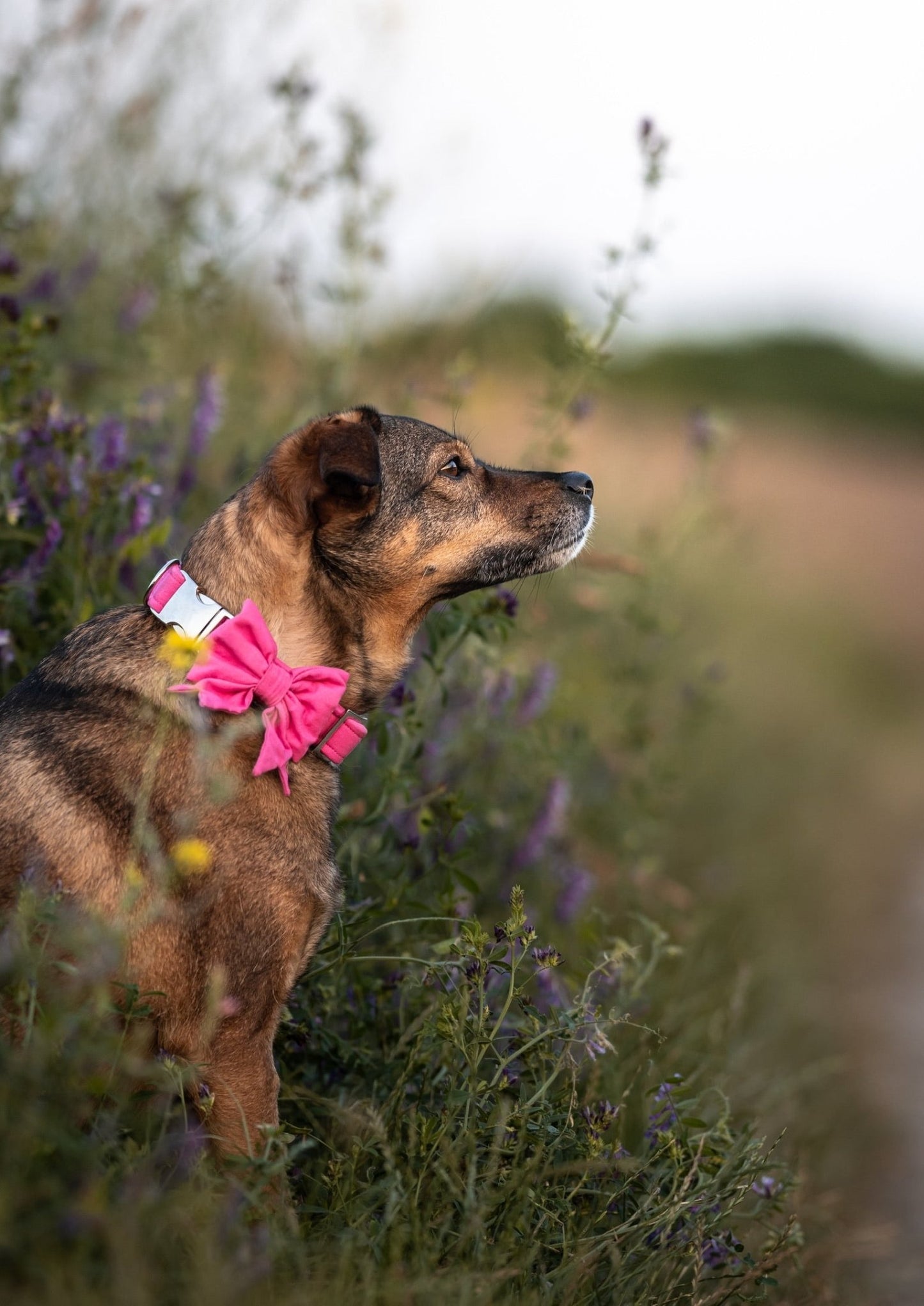 "Pink Uni" Schleife für Hundehalsbänder - Mr. Fox Hundezubehör