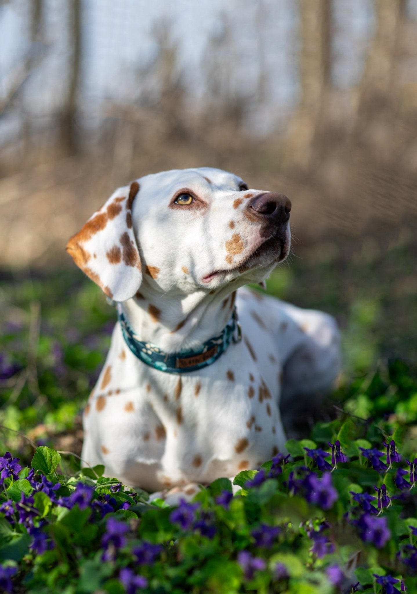 "Enchanting Eucalyptus" Halsband für Hunde - Mr. Fox Hundezubehör