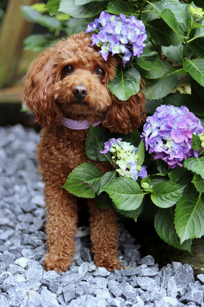 "Lilac Polkadot" collar for dogs