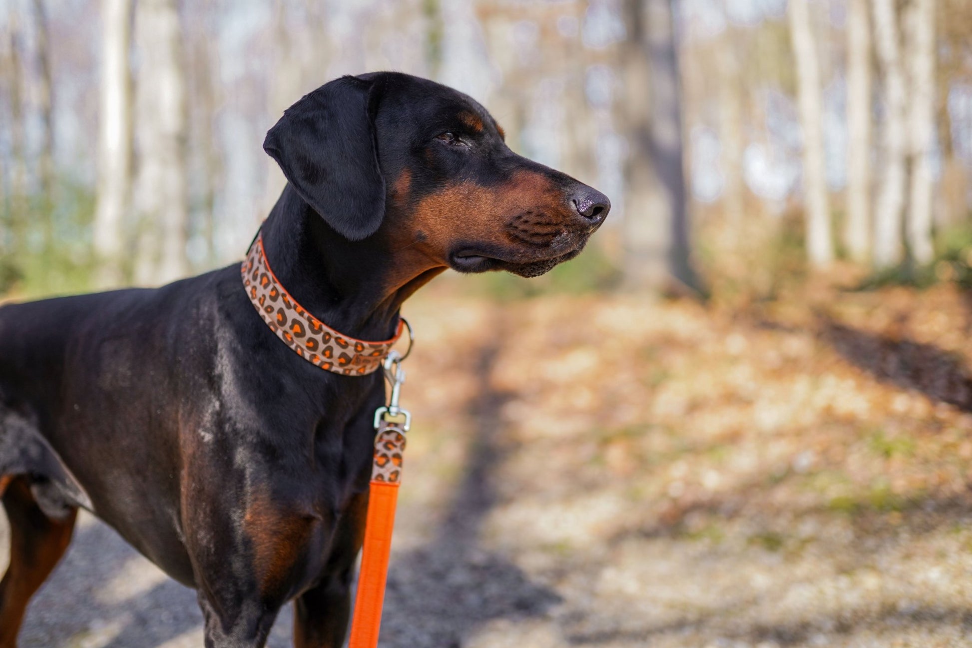 "Leo Lover" Halsband für Hunde - Mr. Fox Hundezubehör
