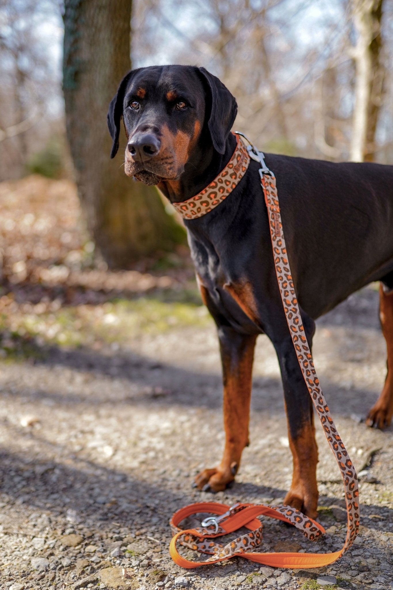 "Leo Lover" Halsband für Hunde - Mr. Fox Hundezubehör