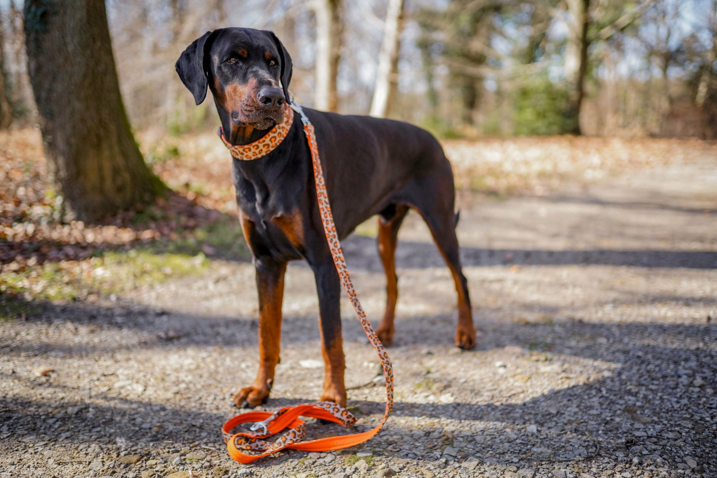 "Leo Lover" Halsband für Hunde - Mr. Fox Hundezubehör
