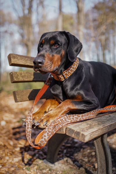 "Leo Lover" Hundeleine